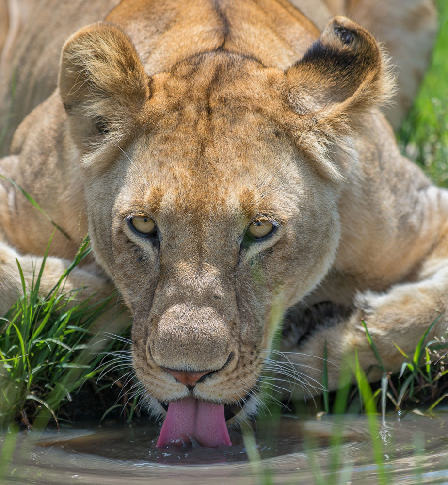 Out of Africa - Gallery Image #401